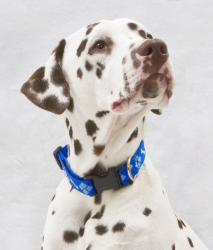 Lupine 1 Inch Dapper Dog Adjustable Dog Collar for Medium and Large Dogs