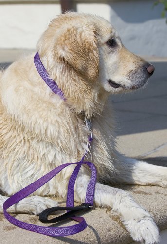 Lupine 3/4 inch Jelly Roll Adjustable Dog Collar